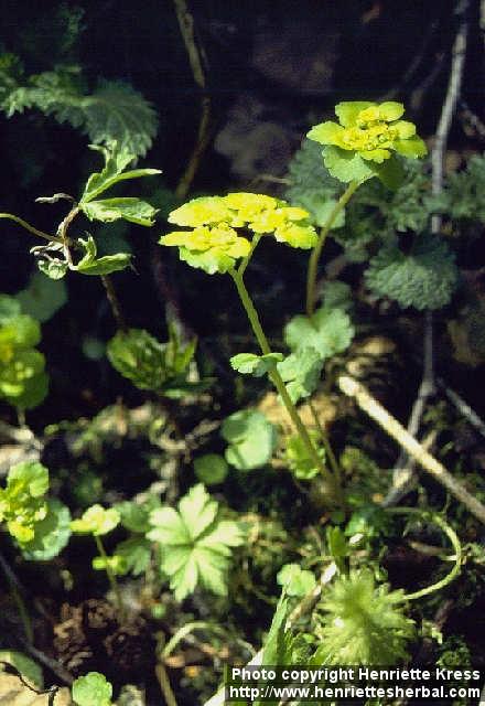 Photo: Chrysosplenium alternifolium 1.