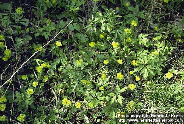 Photo: Chrysosplenium alternifolium.