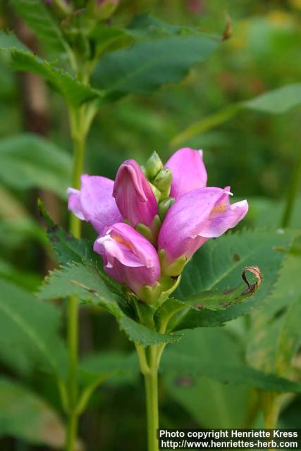 Photo: Chelone obliqua 4.