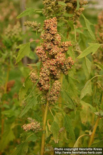 Photo: Chenopodium quinoa 1.