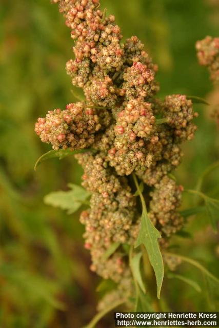 Photo: Chenopodium quinoa 2.