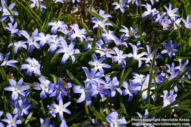 Photo: Scilla forbesii.