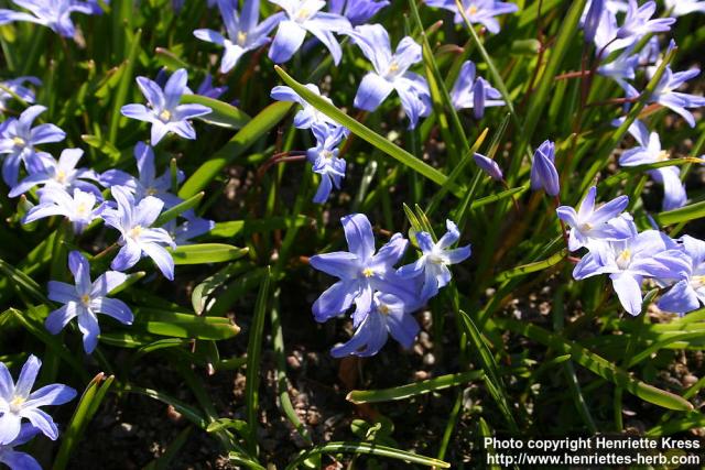 Photo: Scilla forbesii 1.