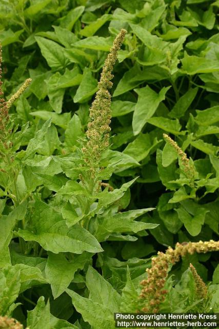 Photo: Chenopodium bonus henricus.