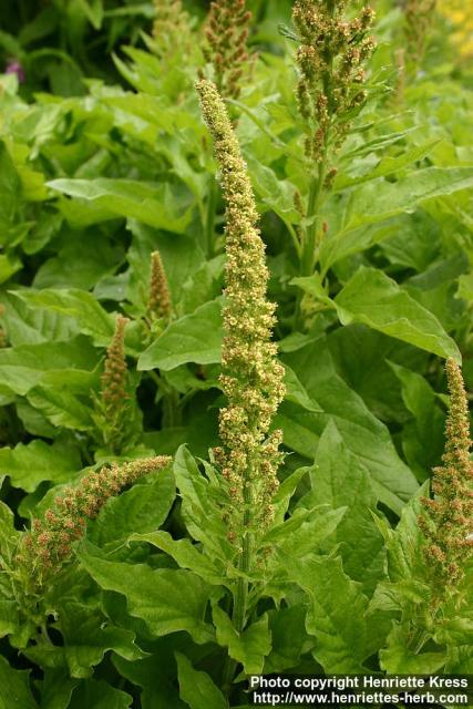 Photo: Chenopodium bonus henricus 2.