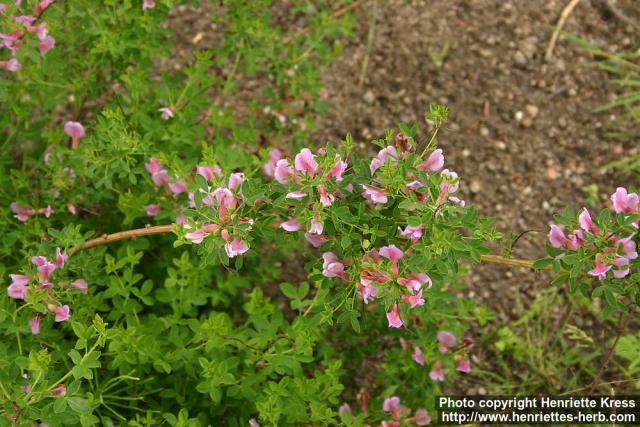 Photo: Chamaecytisus purpureus.