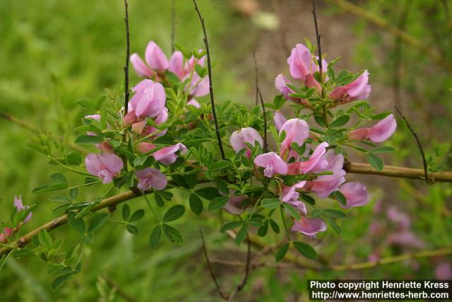 Photo: Chamaecytisus purpureus 1.