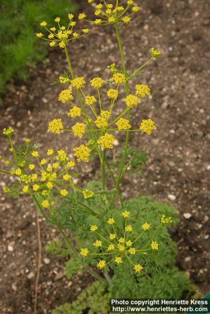 Photo: Chaerophyllum coloratum.