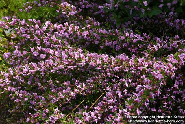 Photo: Chamaecytisus purpureus 2.