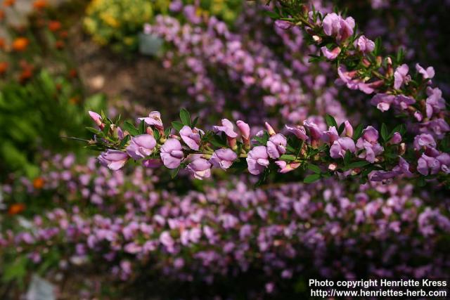 Photo: Chamaecytisus purpureus 3.