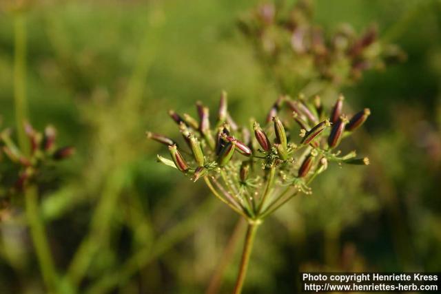 Photo: Chaerophyllum hirsutum.