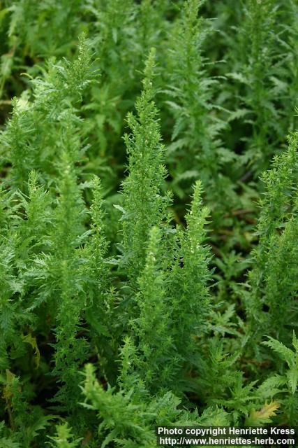 Photo: Chenopodium ambrosioides 4.