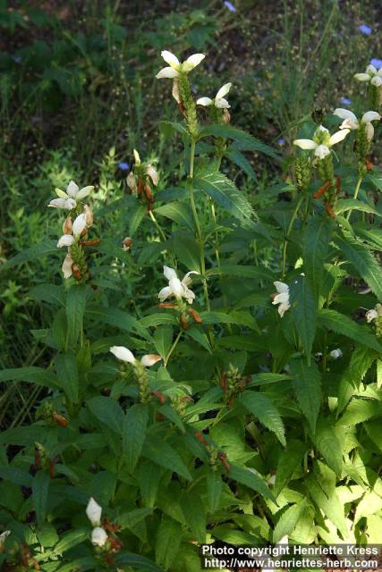 Photo: Chelone glabra 3.