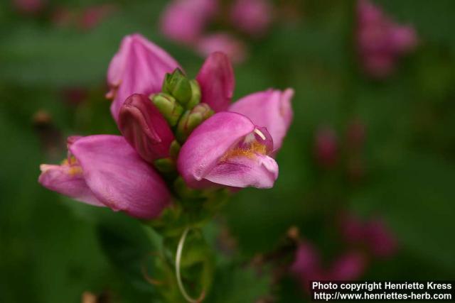 Photo: Chelone obliqua 5.