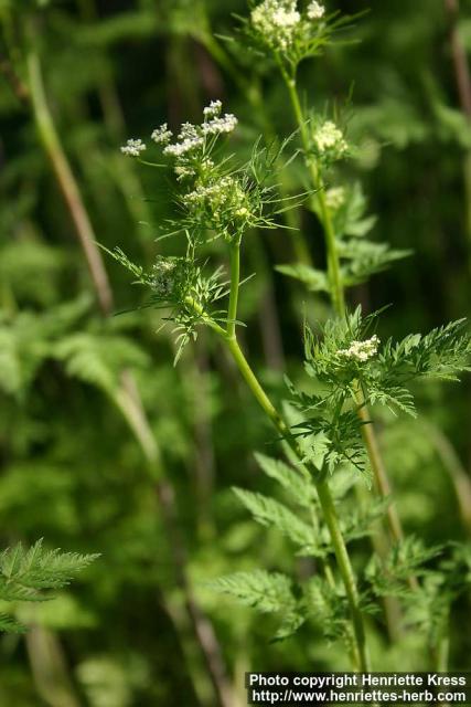 Photo: Chaerophyllum bulbosum 2.