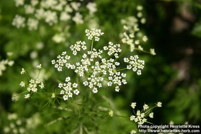 Photo: Chaerophyllum bulbosum 4.