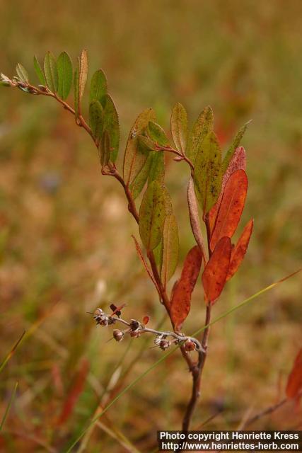 Photo: Chamaedaphne calyculata 1.