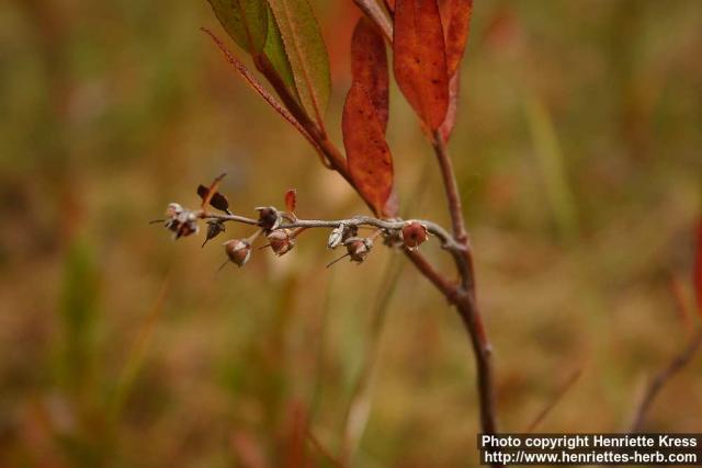 Photo: Chamaedaphne calyculata 2.