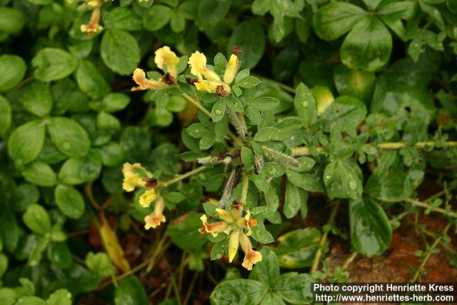 Photo: Chamaecytisus supinus.