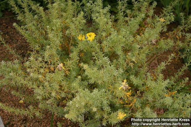 Photo: Chamaecytisus eriocarpus 1.