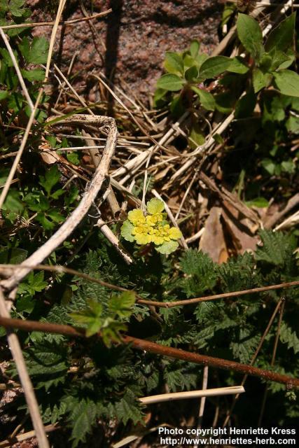 Photo: Chrysosplenium alternifolium 2.