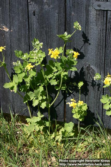 Photo: Chelidonium majus 9.