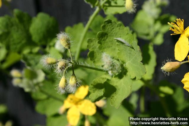 Photo: Chelidonium majus 10.