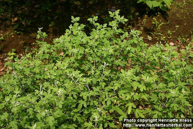 Photo: Chrysanthemum indicum.