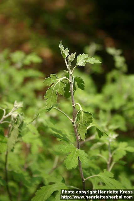 Photo: Chrysanthemum indicum 1.