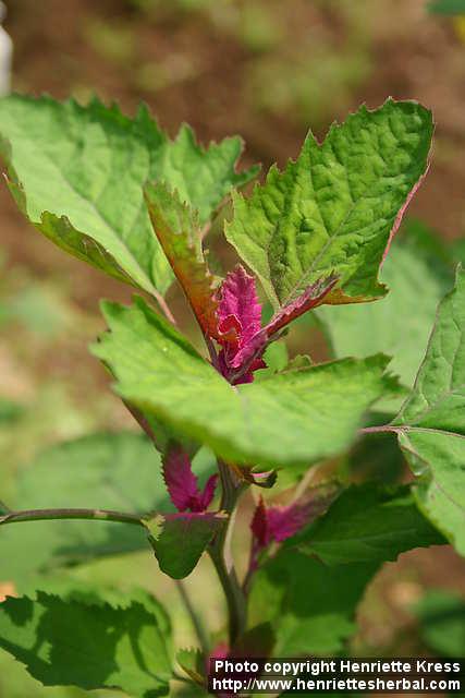 Photo: Chenopodium giganteum 6.