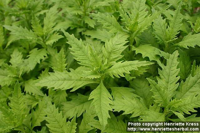 Photo: Chenopodium ambrosioides 11.