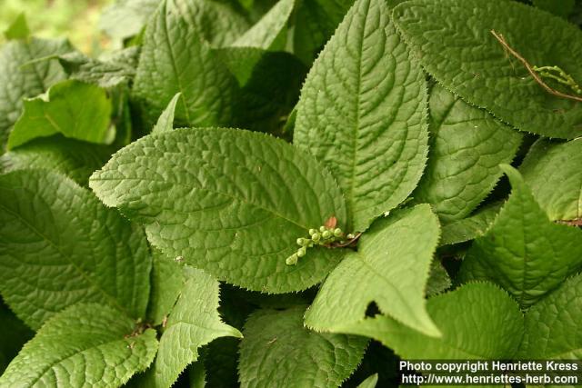 Photo: Chloranthus serratus 1.