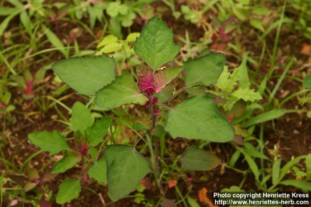 Photo: Chenopodium album 06.