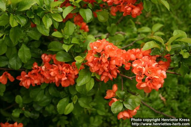 Photo: Chaenomeles japonica 12.