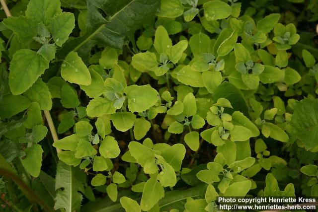 Photo: Chenopodium album 08.