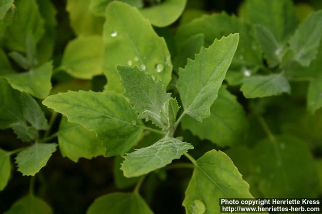 Photo: Chenopodium album 09.