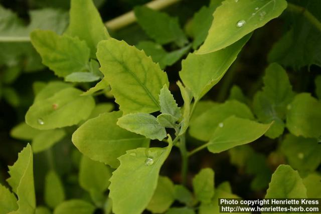 Photo: Chenopodium album 10.