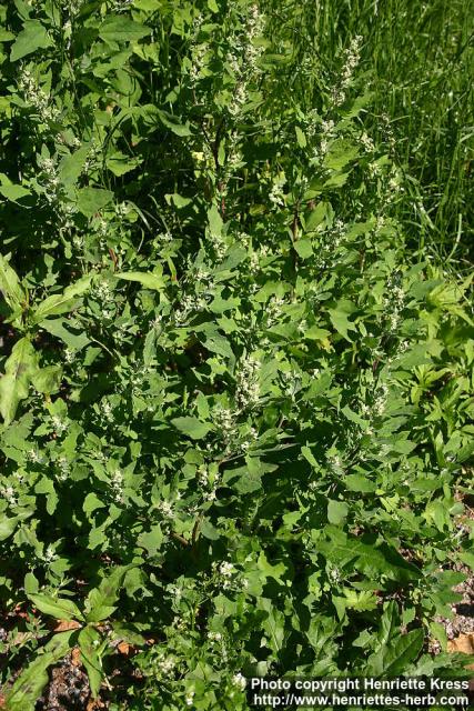 Photo: Chenopodium album 11.