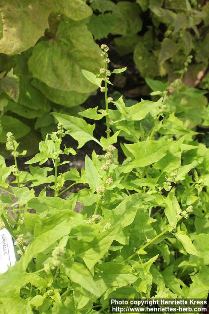 Photo: Chenopodium foliosum 2.