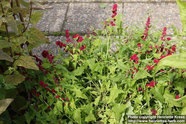 Photo: Chenopodium capitatum 0.