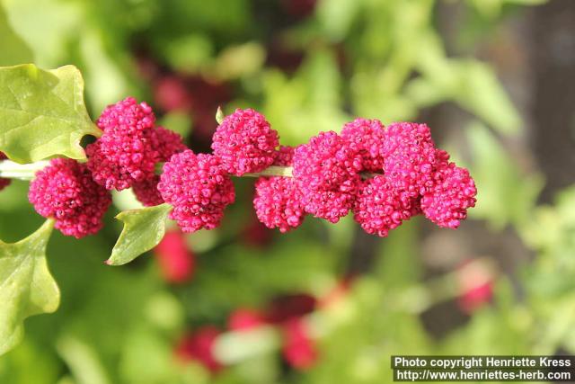 Photo: Chenopodium capitatum 2.