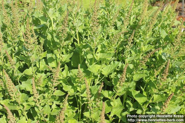 Photo: Chenopodium bonus-henricus 6.