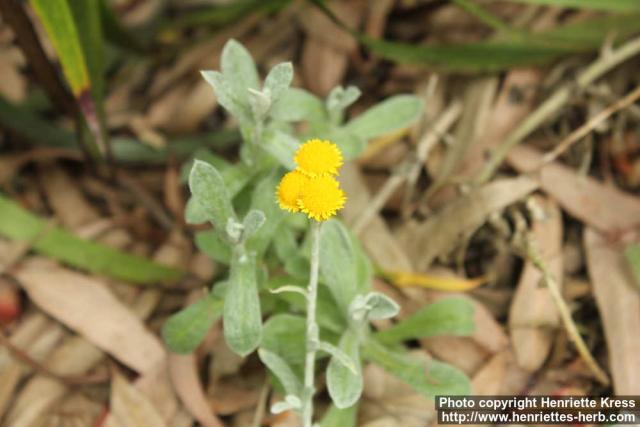 Photo: Chrysocephalum apiculatum 2.