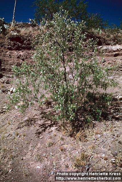 Photo: Chilopsis linearis.