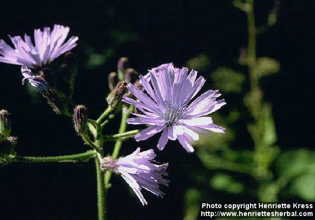 Photo: Cicerbita macrophylla 1.