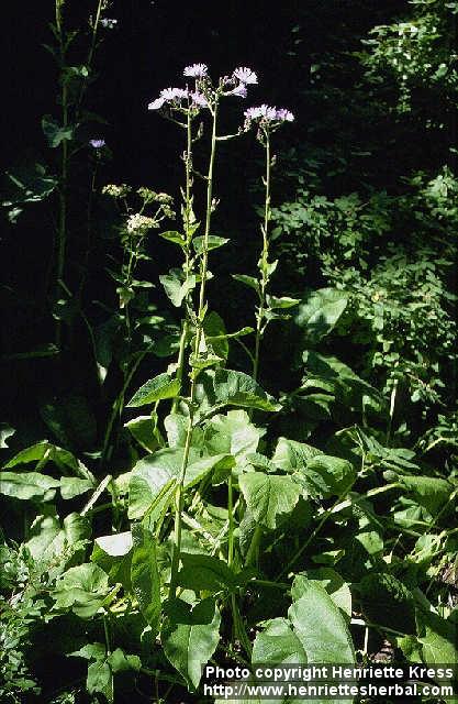 Photo: Cicerbita macrophylla.