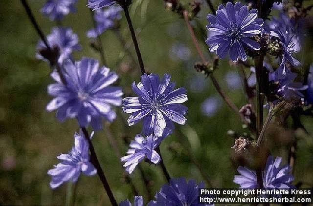 Photo: Cichorium intybus 1.