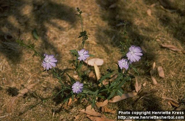 Photo: Cichorium intybus 2.