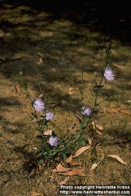 Photo: Cichorium intybus 4.