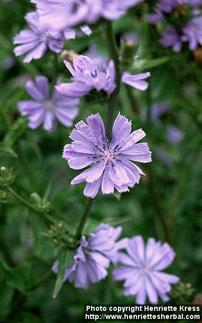 Photo: Cichorium intybus 6.